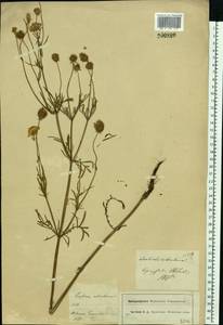 Scabiosa ochroleuca L., Eastern Europe, Moscow region (E4a) (Russia)