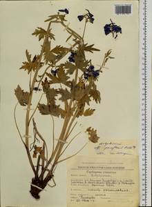 Delphinium chamissonis Pritz. ex Walp., Siberia, Chukotka & Kamchatka (S7) (Russia)