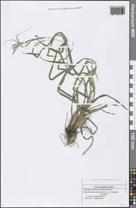 Carex sylvatica Huds., Eastern Europe, Middle Volga region (E8) (Russia)