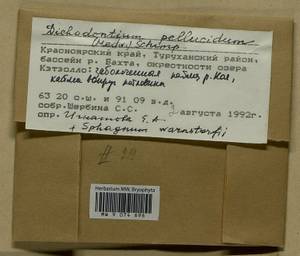 Dichodontium pellucidum (Hedw.) Schimp., Bryophytes, Bryophytes - Krasnoyarsk Krai, Tyva & Khakassia (B17) (Russia)