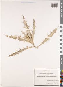 Lophiolepis argillosa (Petrov ex Kharadze) Bures, Del Guacchio, Iamonico & P. Caputo, Caucasus, Dagestan (K2) (Russia)