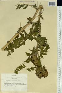 Astragalus alopecurus Pall. ex DC., Siberia, Western Siberia (S1) (Russia)