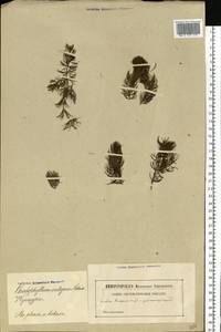 Ceratophyllum demersum L., Eastern Europe, Latvia (E2b) (Latvia)