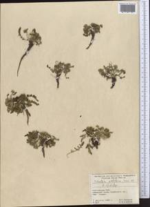 Schulzia albiflora (Kar. & Kir.) Popov, Middle Asia, Pamir & Pamiro-Alai (M2) (Kyrgyzstan)
