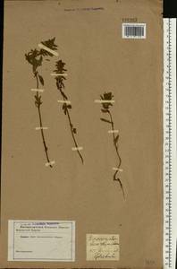 Dracocephalum thymiflorum L., Eastern Europe, Central forest-and-steppe region (E6) (Russia)