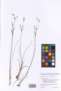 Juncus gerardii Loisel., Eastern Europe, Central forest-and-steppe region (E6) (Russia)