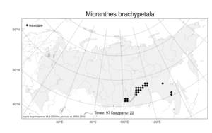 Micranthes brachypetala (Malyschev) Tkach, Atlas of the Russian Flora (FLORUS) (Russia)