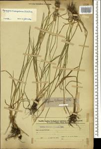 Thinopyrum intermedium subsp. intermedium, Caucasus, Azerbaijan (K6) (Azerbaijan)