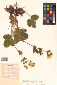 Potentilla fragiformis Willd. ex D. F. K. Schltdl., Siberia, Russian Far East (S6) (Russia)