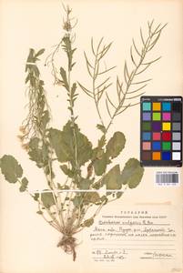 Barbarea vulgaris W. T. Aiton, Eastern Europe, Moscow region (E4a) (Russia)