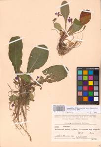 Primula vulgaris subsp. rubra (Sm.) Arcang., Caucasus, Georgia (K4) (Georgia)