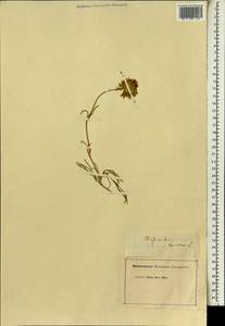 Mesembryanthemum, Africa (AFR) (Not classified)