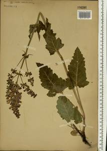 Salvia pratensis L., Eastern Europe, Moscow region (E4a) (Russia)