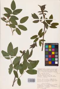 Rosa majalis Herrm., Eastern Europe, Lower Volga region (E9) (Russia)