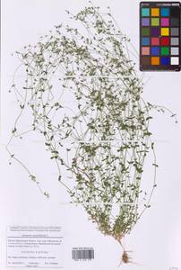 Arenaria serpyllifolia L., Eastern Europe, Moscow region (E4a) (Russia)