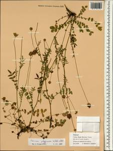 Poterium sanguisorba subsp. polygamum (Waldst. & Kit.) Asch. & Graebn., South Asia, South Asia (Asia outside ex-Soviet states and Mongolia) (ASIA) (Turkey)