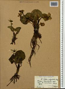 Caltha palustris var. polypetala (Hochst. ex Lorent) Huth, Caucasus, Abkhazia (K4a) (Abkhazia)