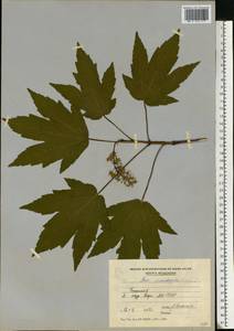 Acer pseudoplatanus L., Eastern Europe, Moldova (E13a) (Moldova)
