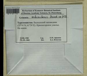 Grimmia orbicularis Bruch ex Wilson, Bryophytes, Bryophytes - Middle Asia & Kazakhstan (B16) (Turkmenistan)