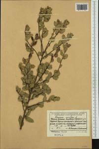 Quercus coccifera L., Western Europe (EUR) (Albania)