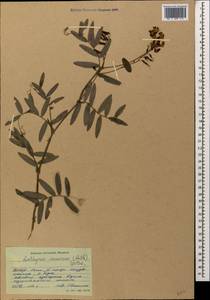 Lathyrus incurvus (Roth)Willd., Caucasus, North Ossetia, Ingushetia & Chechnya (K1c) (Russia)