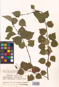 Betula pubescens Ehrh., Eastern Europe, South Ukrainian region (E12) (Ukraine)