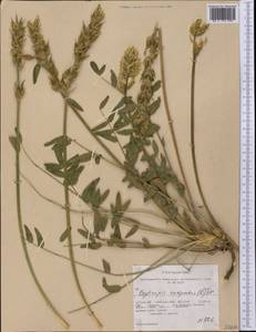 Oxytropis campestris (L.)DC., America (AMER) (United States)