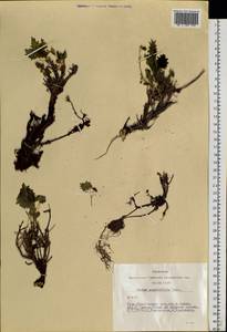 Hylotelephium populifolium (Pall.) H. Ohba, Siberia, Altai & Sayany Mountains (S2) (Russia)