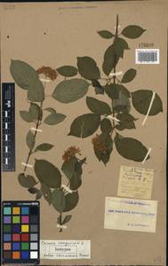 Cornus sanguinea L., Eastern Europe, South Ukrainian region (E12) (Ukraine)