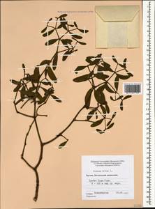 Viscum album L., Caucasus, Georgia (K4) (Georgia)
