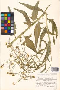 Bunias orientalis L., Eastern Europe, Moscow region (E4a) (Russia)