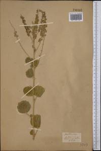 Cullen drupaceum (Bunge)C.H.Stirt., Middle Asia, Syr-Darian deserts & Kyzylkum (M7) (Uzbekistan)
