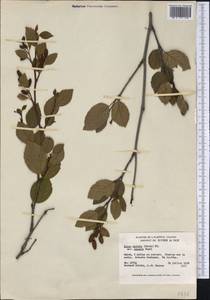 Alnus alnobetula subsp. sinuata (Regel) Raus, America (AMER) (Canada)