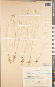 Draba nemorosa L., Eastern Europe, North Ukrainian region (E11) (Ukraine)