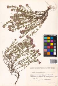 MHA 0 157 383, Thymus pallasianus Heinr.Braun, Eastern Europe, North Ukrainian region (E11) (Ukraine)