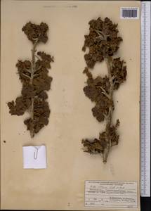 Ribes villosum Wall., Middle Asia, Pamir & Pamiro-Alai (M2) (Tajikistan)