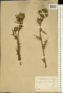 Echinops sphaerocephalus L., Eastern Europe, Central region (E4) (Russia)