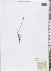 Setaria viridis (L.) P.Beauv., Caucasus, North Ossetia, Ingushetia & Chechnya (K1c) (Russia)