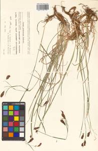 Carex scita var. riishirensis (Franch.) Kük., Siberia, Chukotka & Kamchatka (S7) (Russia)