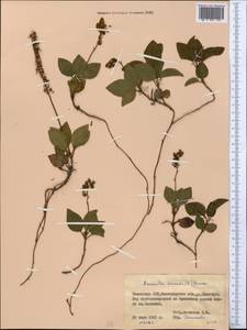 Orthilia secunda (L.) House, Middle Asia, Northern & Central Kazakhstan (M10) (Kazakhstan)