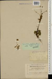 Tanacetum partheniifolium (Willd.) Sch. Bip., Caucasus, Abkhazia (K4a) (Abkhazia)