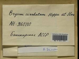 Ptychostomum lonchocaulon (Müll. Hal.) J.R. Spence, Bryophytes, Bryophytes - South Urals (B14) (Russia)
