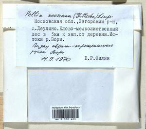 Pellia neesiana (Gottsche) Limpr., Bryophytes, Bryophytes - Moscow City & Moscow Oblast (B6a) (Russia)