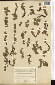 Aldrovanda vesiculosa L., Middle Asia, Syr-Darian deserts & Kyzylkum (M7) (Kazakhstan)