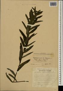 Pentanema germanicum (L.) D. Gut. Larr., Santos-Vicente, Anderb., E. Rico & M. M. Mart. Ort., Caucasus, Azerbaijan (K6) (Azerbaijan)