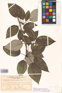 Populus ×moscoviensis Schröd., Eastern Europe, Moscow region (E4a) (Russia)