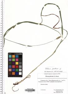 SMR001537, Phleum pratense L., Eastern Europe, Middle Volga region (E8) (Russia)