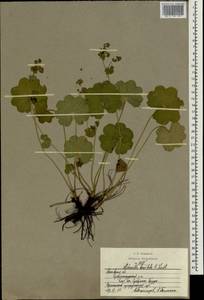 Alchemilla breviloba H. Lindb., Eastern Europe, Moscow region (E4a) (Russia)