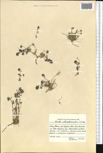 Draba subamplexicaulis C.A. Mey., Middle Asia, Northern & Central Tian Shan (M4) (Kyrgyzstan)