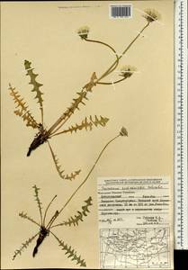 Taraxacum sumneviczii Schischk., Mongolia (MONG) (Mongolia)